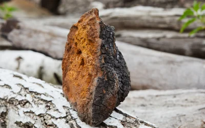 The Marvels of Chaga Mushrooms